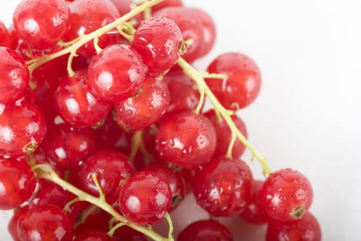 Close up of ripe red currants