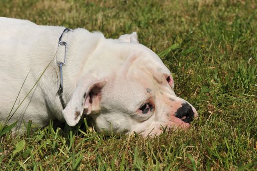 purebred american bulldog lying down on the grass