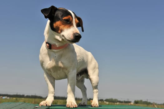 portrait of a purebred jack russel terrier in a blue sky