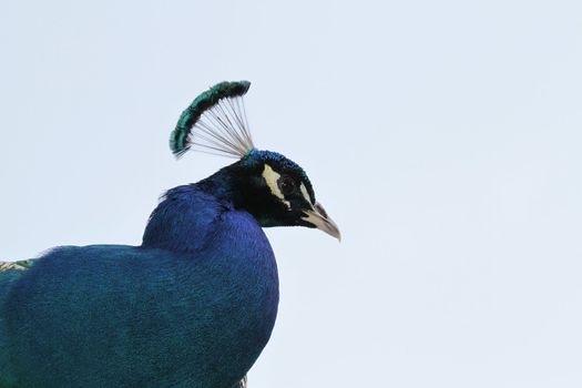 peacock