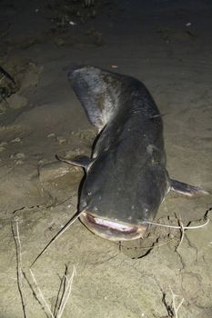 catfish