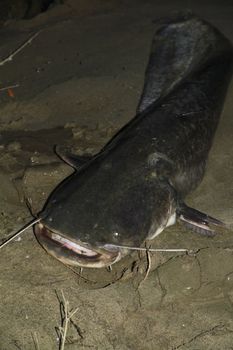 catfish