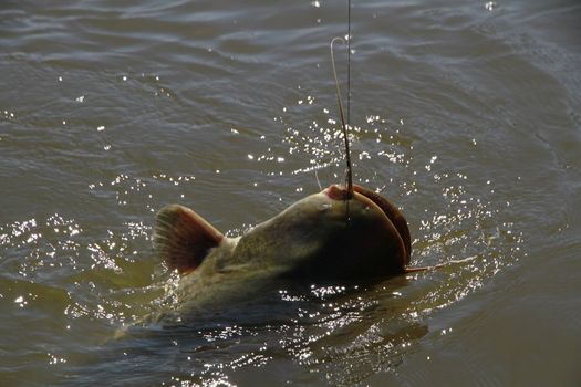 catfish