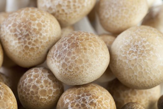 Closeup of brown beech mushrooms tops showing texture on mushroom caps.