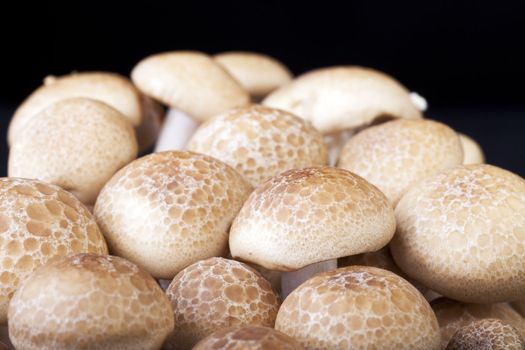 Closeup of brown beech mushrooms with solid black background.