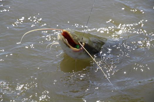 catfish