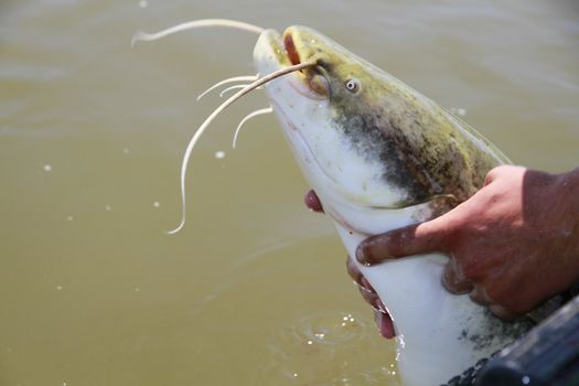catfish