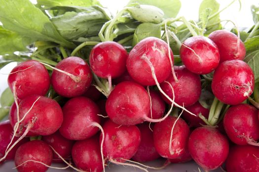 Bunch of fresh radishes with leaves.