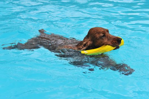 purebred english cocker swimming in a swimming pool