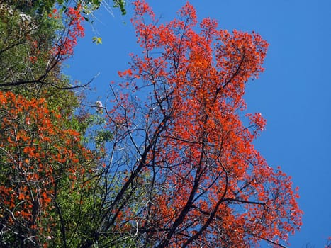 More colorful leaves under the blue sky