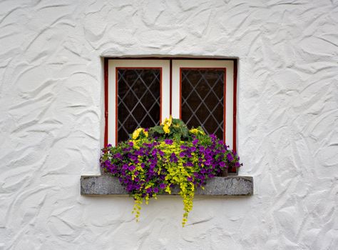 Flowers on the window sill of a white building