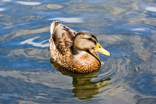 A mallard duck in a lake
