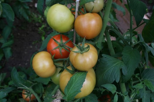 Color group of tomato