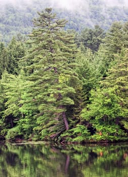 Trees on a cloudy day with reflections in water