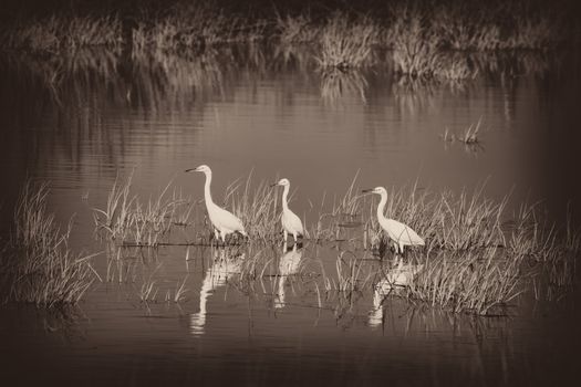 Three Snowy Egrets (Egretta thula) wading in water