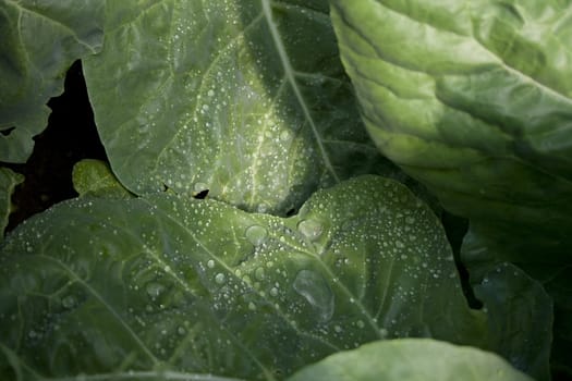 drops on leaf