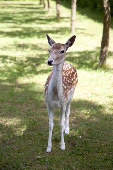 White tailed deer on estate grounds.