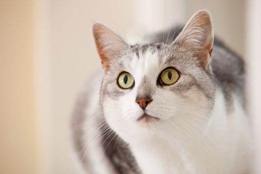 Beautiful cat in closeup portrait looking alert