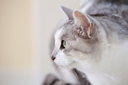 Beautiful cat sideview and closeup portrait