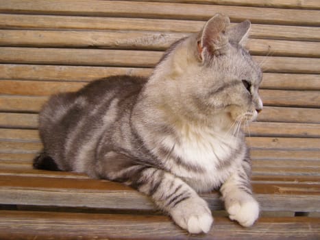 cat resting on a bench