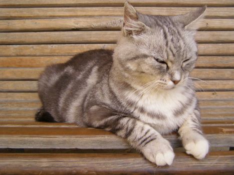 cat resting on a bench