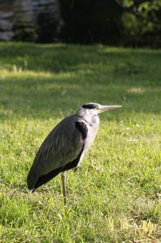 heron