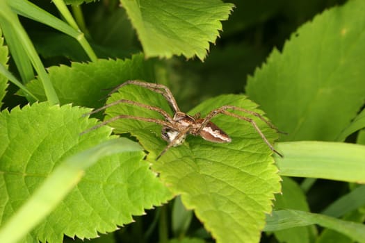 Nursery web spider (Pisaura mirabilis) - male on a leaf, with webbed booty bridal gift
