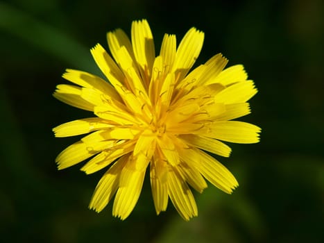 Close up of isolated dandelion, dark green background