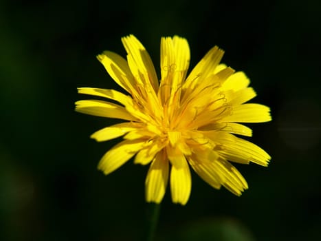 Close up of isolated dandelion, dark green background