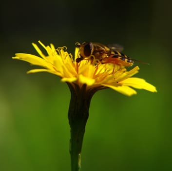 Bee on yellow flower, feasting on nectar, at summer