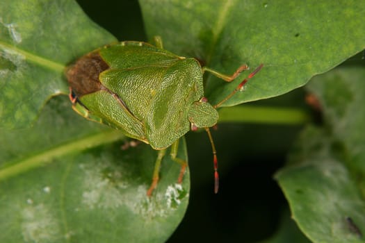 Green shield bug (Palomena prasina) on a leaf