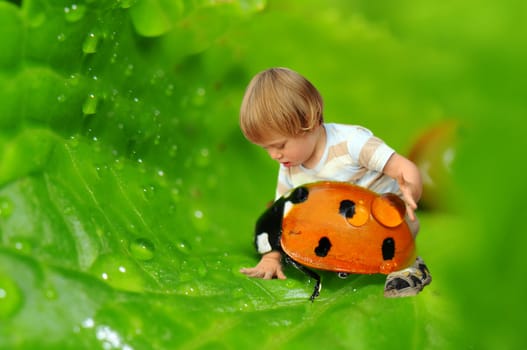 Tiny boy playing with a ladybird on a wet leaf