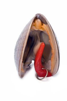 Smooth clam with a gold earring in its body.