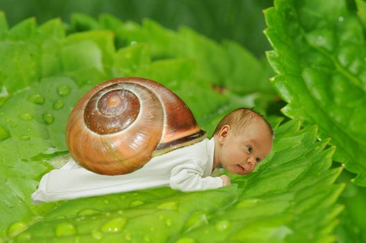 Cute baby boy with a snail shell on a green leaf