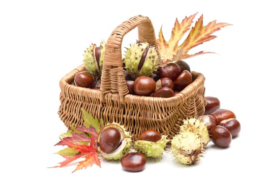 basket full of chestnuts and autumnal leaves