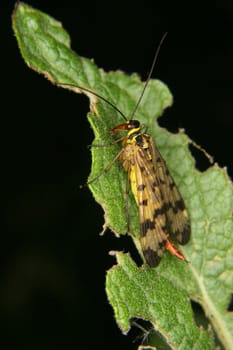 Common Scorpionfly (Panorpa communis) - female on a leaf