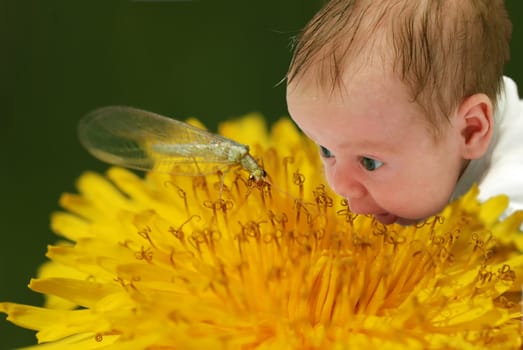 Cute tiny baby watching a bug on a dandelion