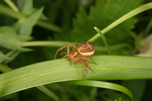 Crab spider (Xysticus cristatus)  on a leaf 