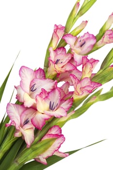 pink gladiolus