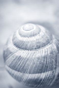 Snail house , shallow depth of field photo