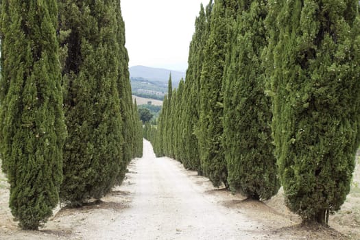 Cypress alley leading to the farmer's house in Tuscany 
