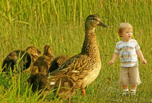 Cute tiny boy playing with a family of ducks