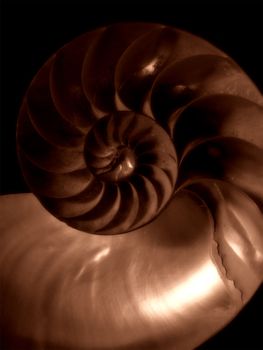 Beautiful nautilus sea shell background