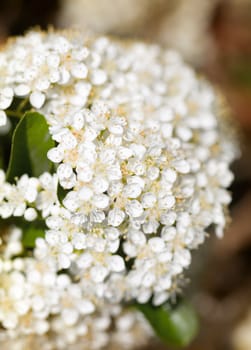 White spring flowers on  branches of a fruit tree - Shallow DOF photo