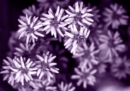 Dry flowers close up photo