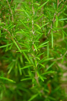 Fresh green rosemary plants