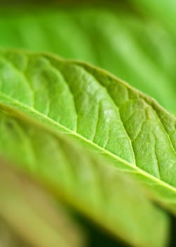 Green leaf macro , shallow DOF photo