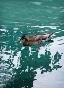 Tranquil scene with a duck swimming in a lake