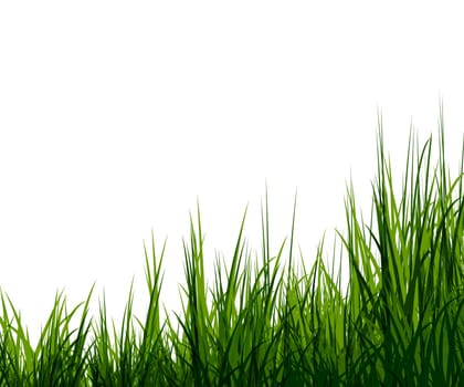 Uncut grass background