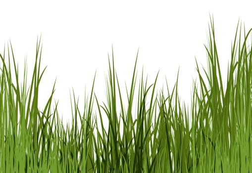 Uncut grass background